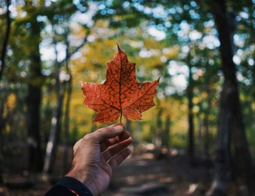 O que ver no Canadá: natureza, cultura e gastronomia
