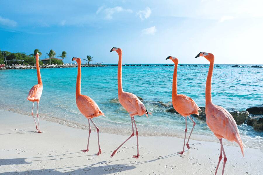 Flamingos rosas na Ilha de Aruba