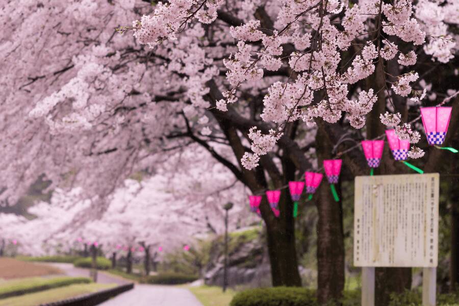 Flores de Sakura, Japão