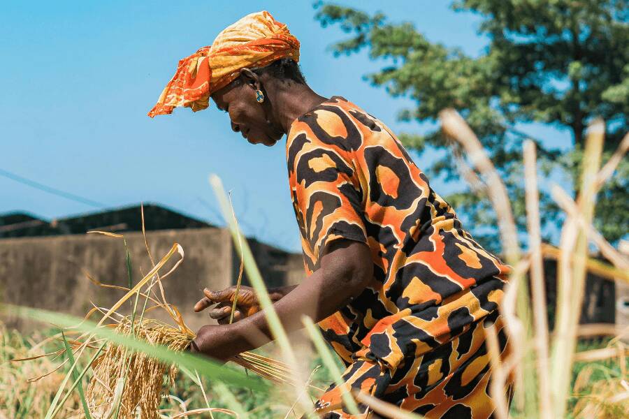Recolha de trigo em Casamance, Senegal