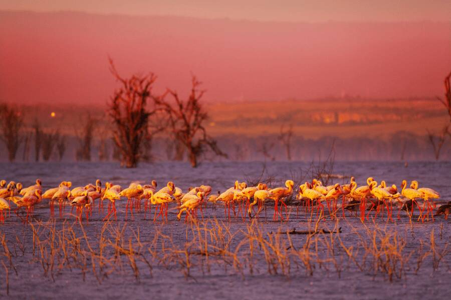 Bando de flamingos cor-de-rosa na agua durante o entardecer num parque nacional do Quenia